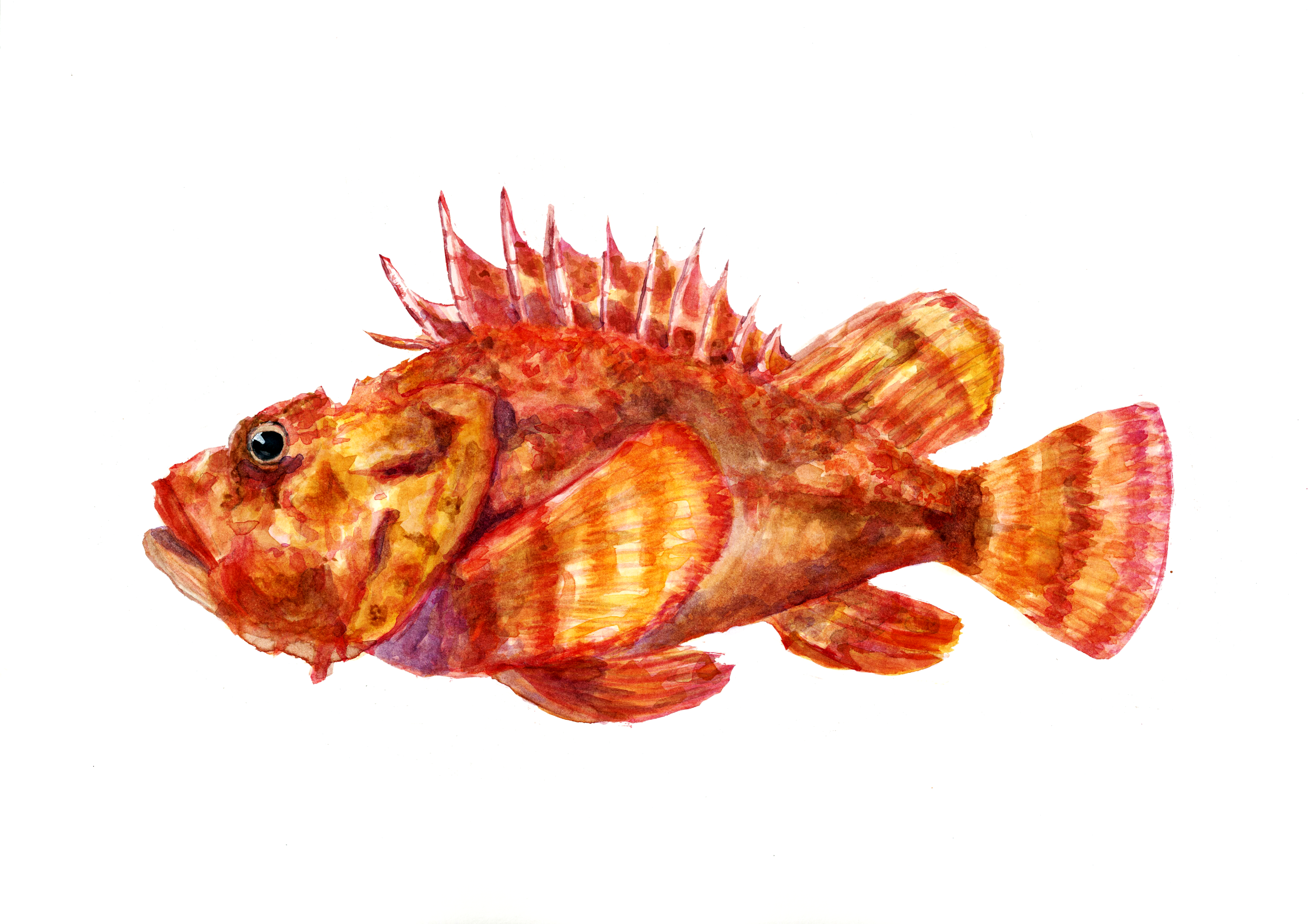 Fauna marina
